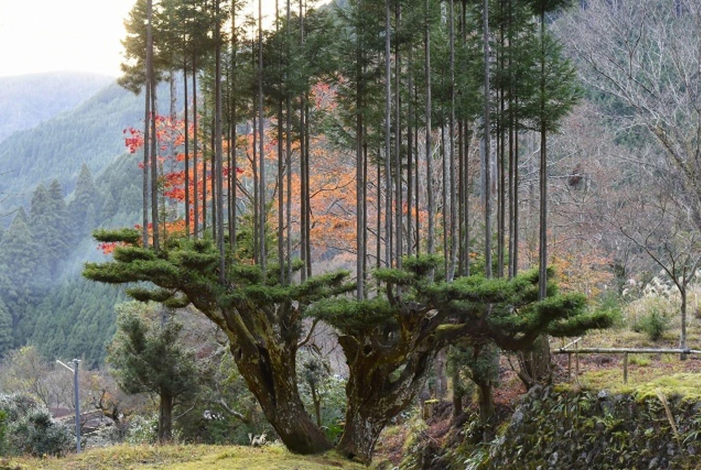 樹上還有樹：日本的六百年園藝技術
