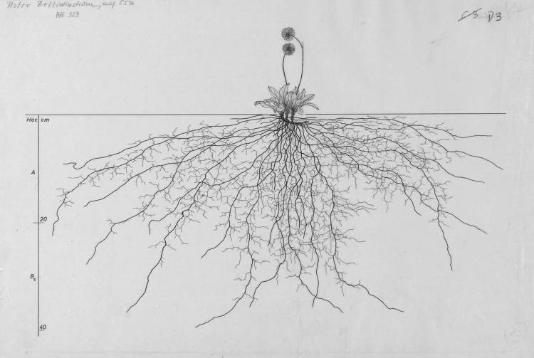 千幅繪畫揭示植物根部的地底世界