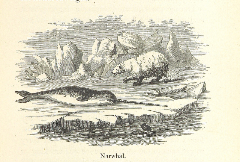 1874年歐洲出版書籍中的獨角鯨形象，在北極熊身邊，奄奄一息。