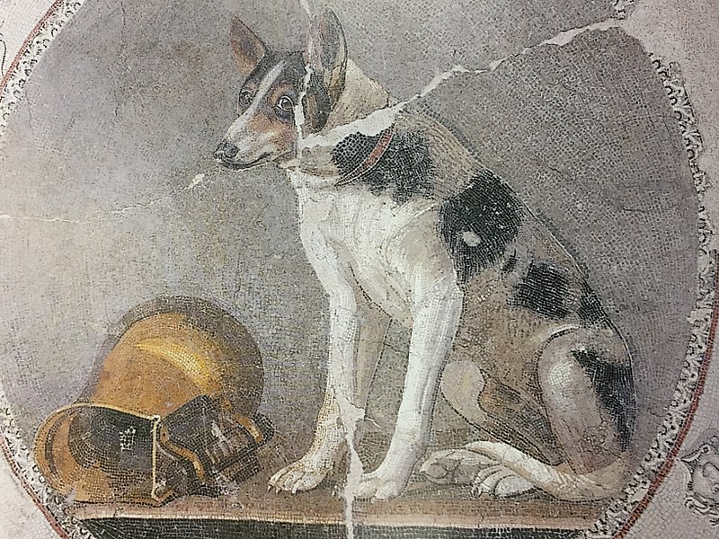 希臘化時代，埃及亞歷山大的寵物狗馬賽克樓板。