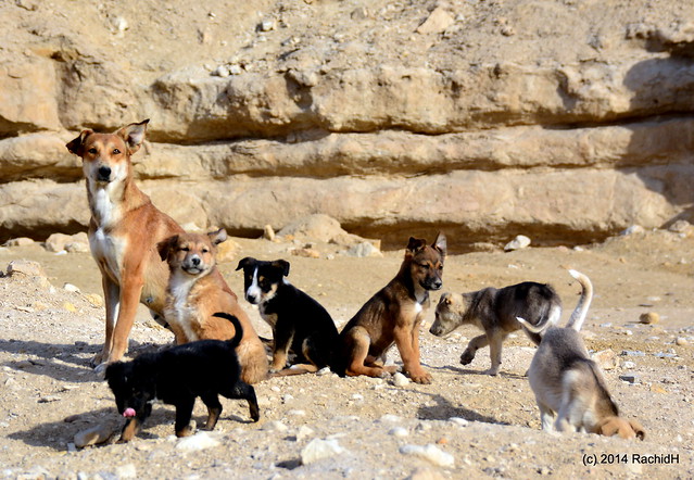開羅古墓外的野犬。