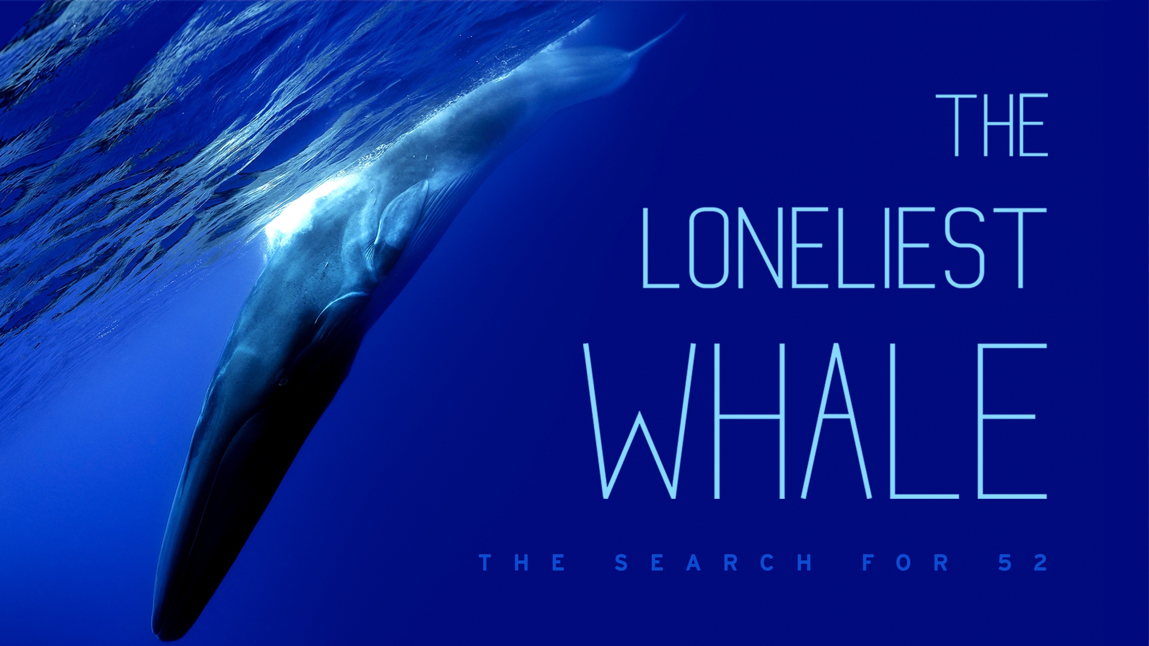 52赫茲鯨魚被稱為「世界上最孤獨的鯨魚」。
