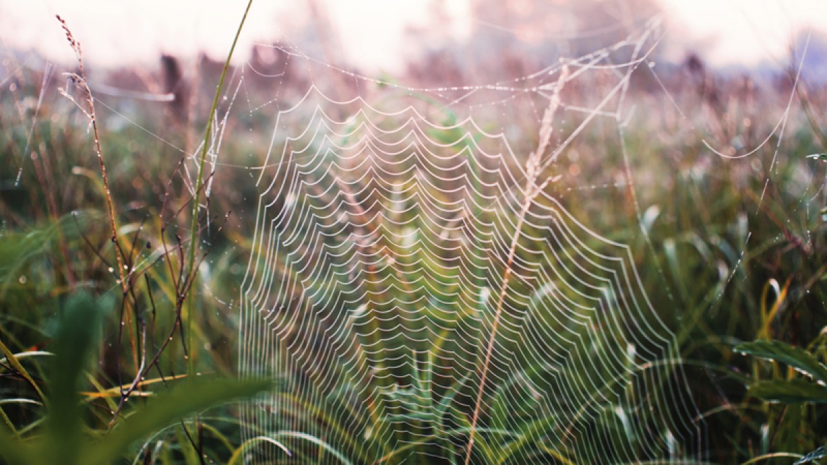 蜘蛛透過不斷微調結構來獲取居住環境的重要資訊，包括附近的獵物和潛在伴侶。