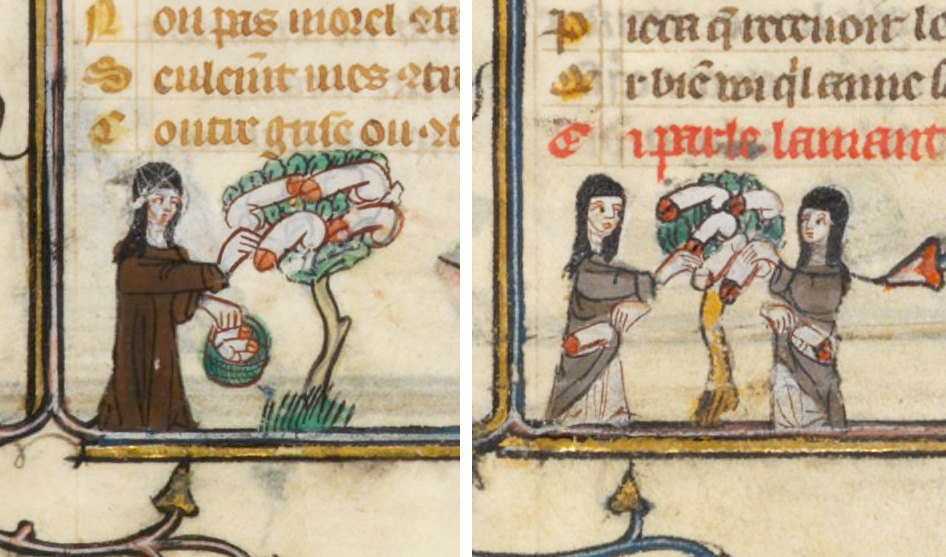 十四世紀的法國手稿記錄了修女從樹上採集陰莖的圖像。