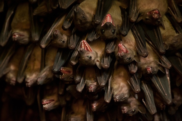基本上，蝙蝠大部份的時間都在爭吵。