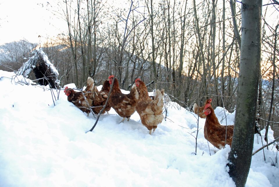 阿爾卑斯放山雞：義大利農民讓母雞回歸森林