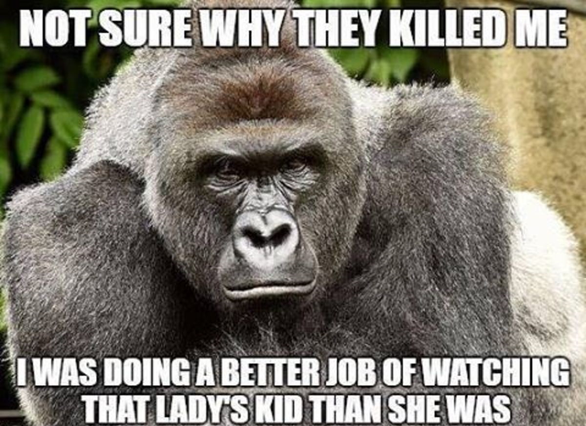 大猩猩「哈蘭貝遭槍殺事件」激怒了許多人，成為了2016年熱門的網路謎因。