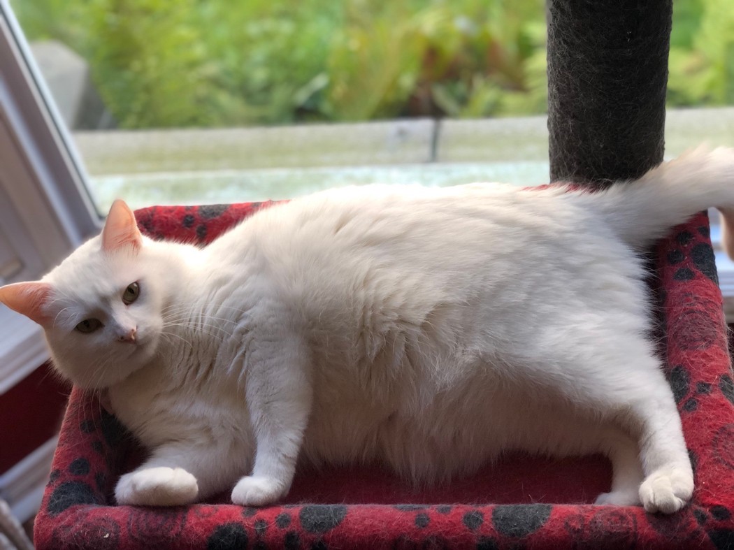 剛領養時他頭上有一大塊灰色的髒汙，但現在的他是一隻乾淨的純白色貓。