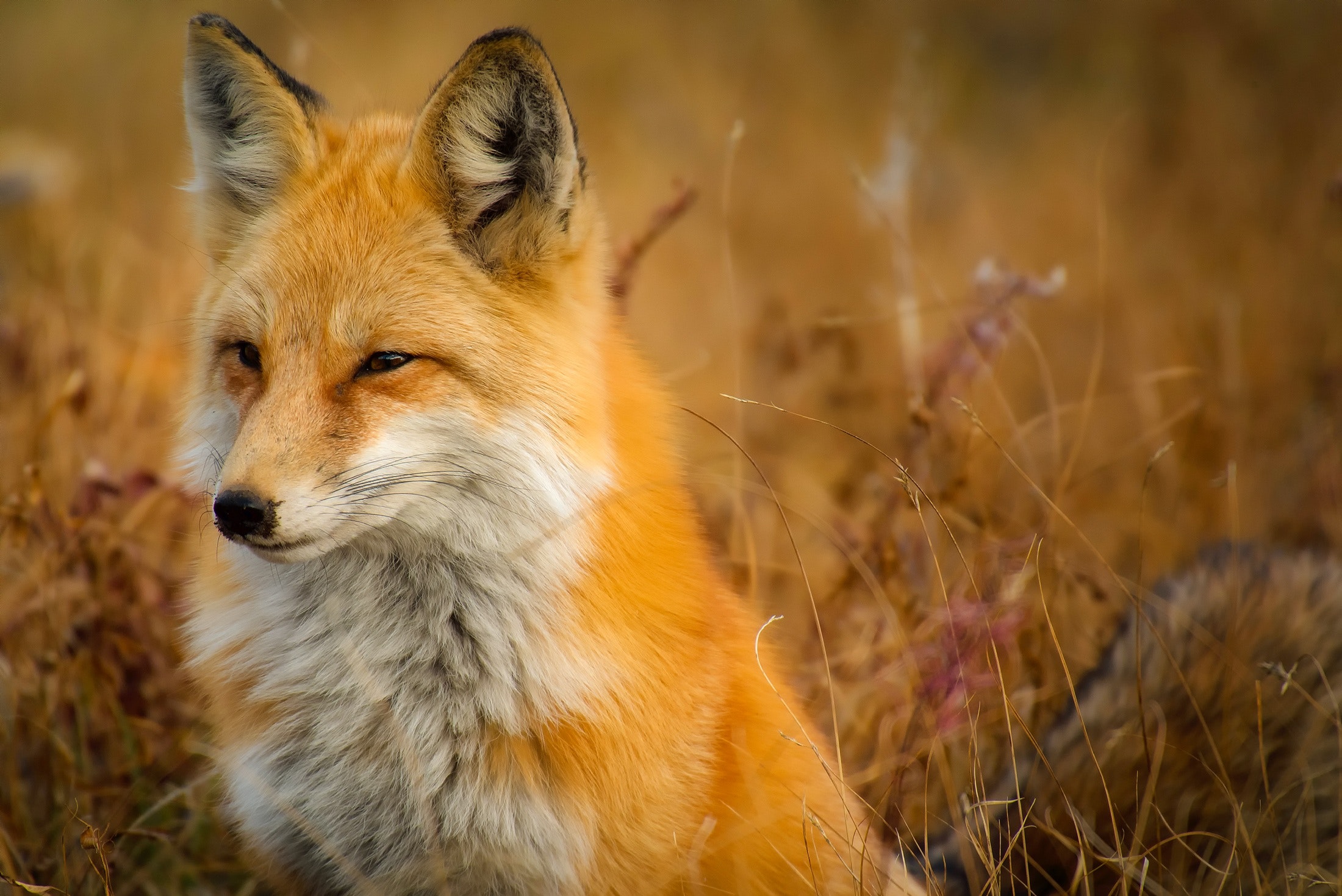 喬叟形容狐狸的橙色毛皮是「介於黃色與紅色之間」。