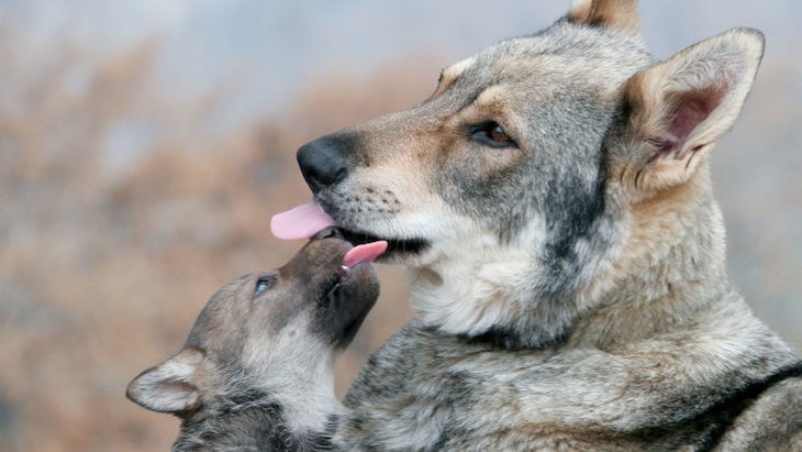 小狼舔著成年狼的嘴巴，這種行為會刺激成年狼將剛吃過的食物吐出來。
