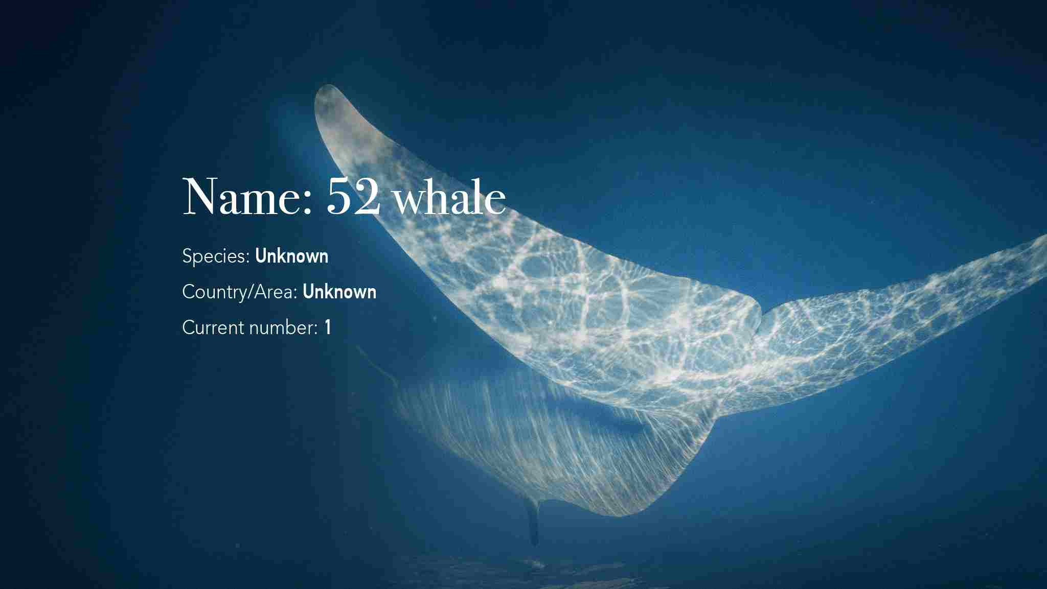 「52赫茲鯨魚就是我們自己的處境。」