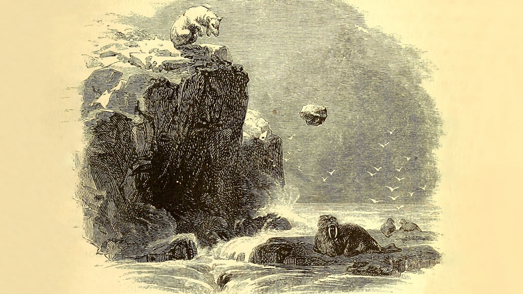 北極探險家查爾斯‧弗朗西斯‧霍爾（Charles Francis Hall）於1865年出版的書籍插圖，描繪北極熊將石頭推落來殺死海象。圖：Charles Francis Hall, Library of Congress。