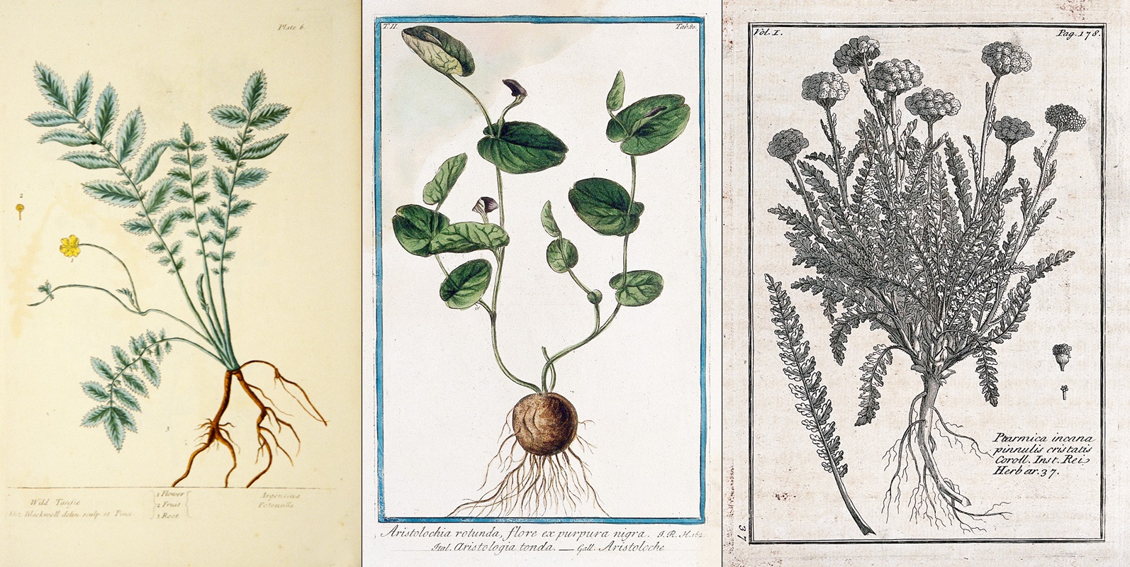 十八與十九世紀的藥草素描，分別為菊蒿、馬兜鈴與西洋蓍草（由左至右）。