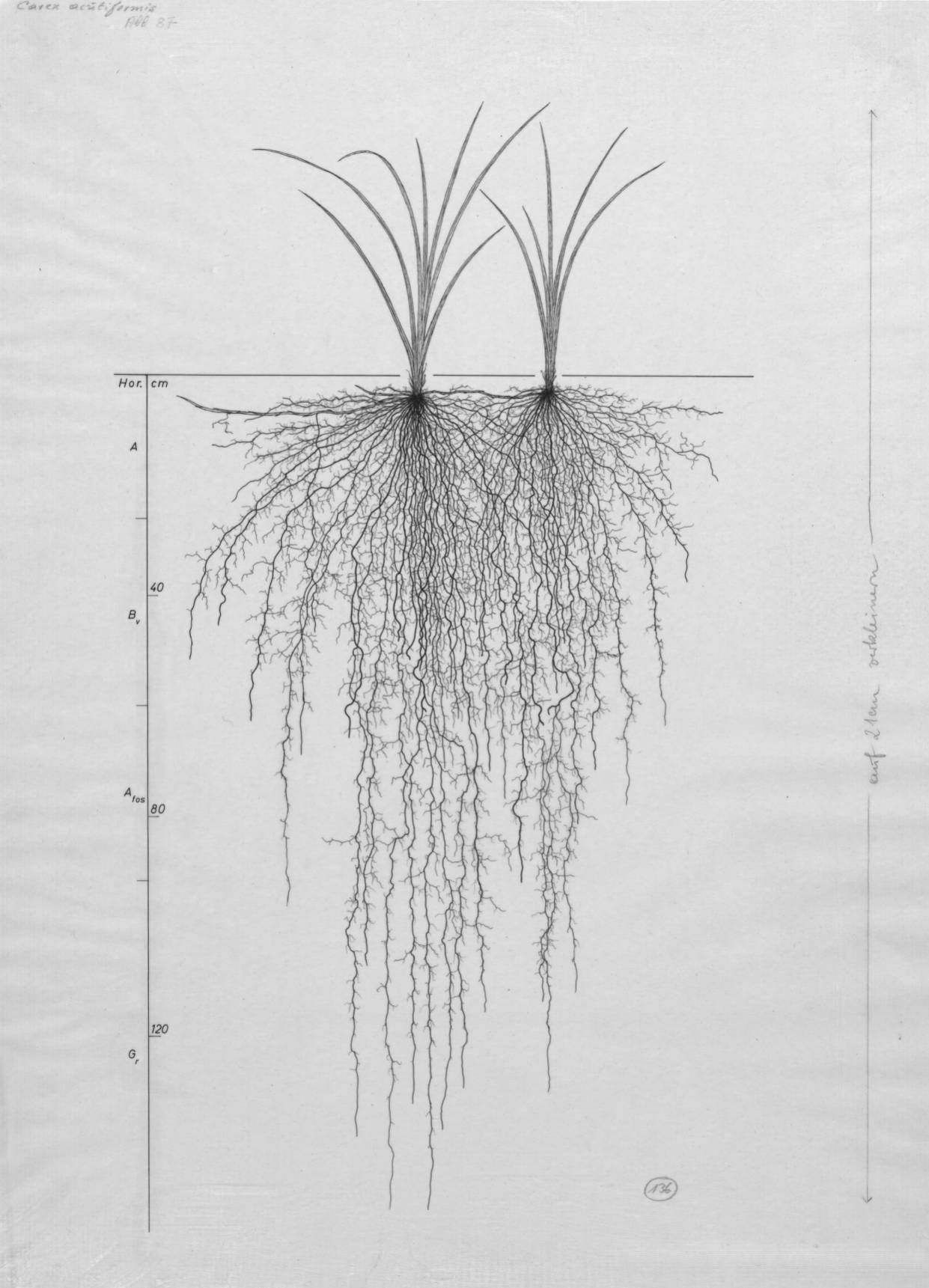 刺葉薹草（Carex acutiformis）。