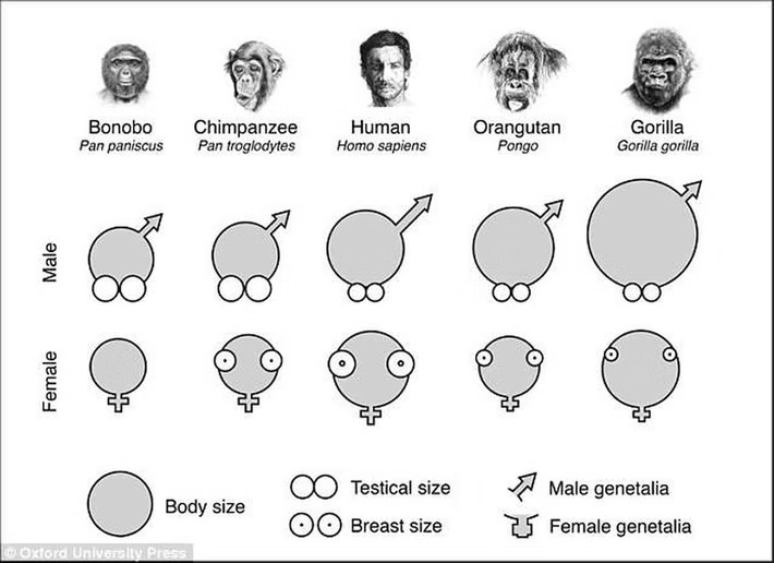 猿類的性器官大小比較（倭黑猩猩在懷孕之前胸部是平的）。