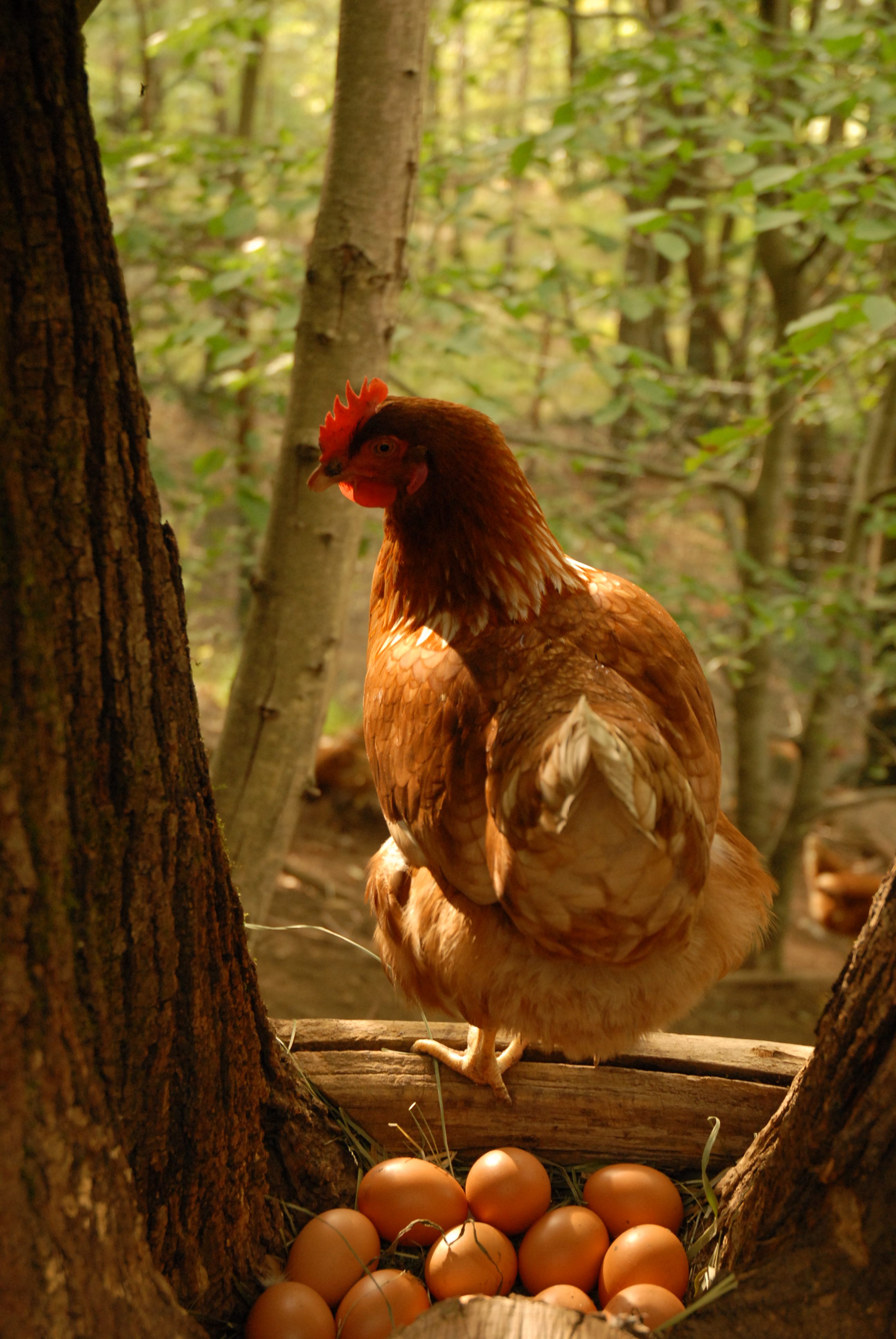 拉佩拉發現把雞放養後看起來更健康了——羽毛發亮，肉垂鮮豔—— 而且生出來的雞蛋味道也更美味。