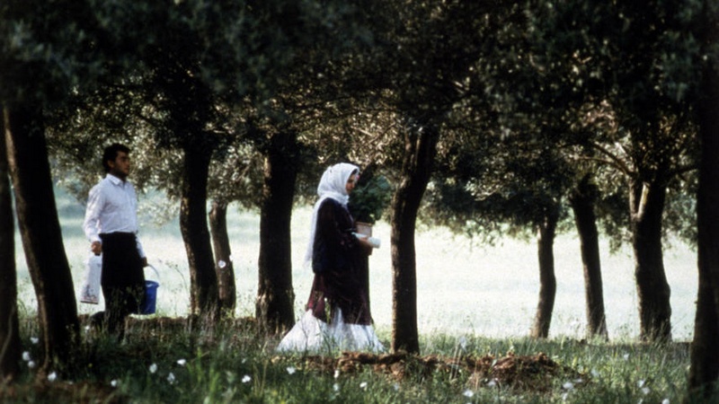 《橄欖樹下的情人》劇照。