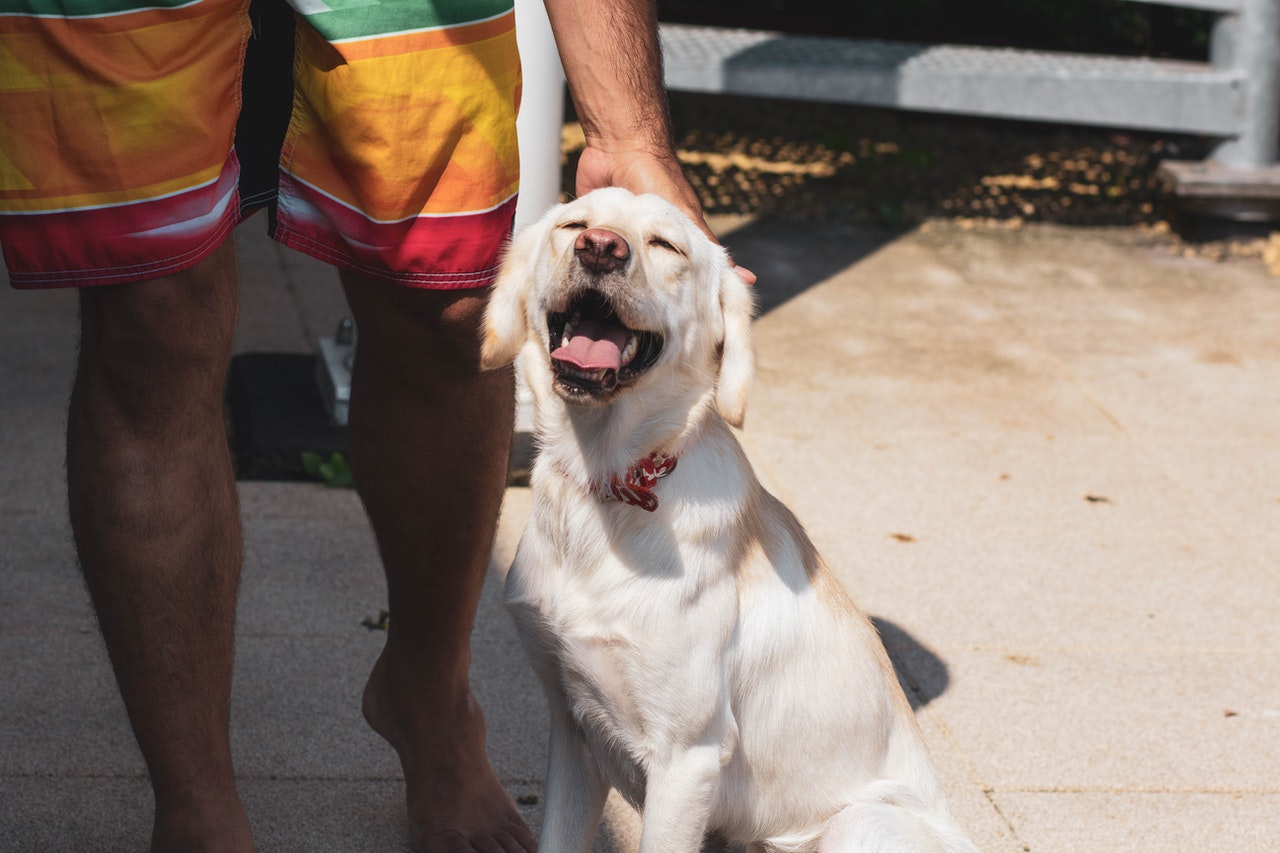 研究發現，純種的黃金獵犬和拉布拉多尋回犬確實對人類友好度指標「得分格外高」，但混種尋回犬並沒有比一般狗更熱衷親近人類。